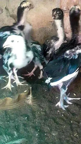 black aseel murgha , heera murghi , black aseel chicks — photo 6