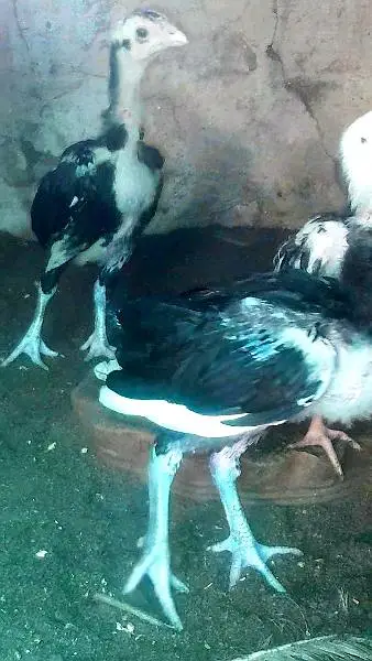 black aseel murgha , heera murghi , black aseel chicks — photo 7