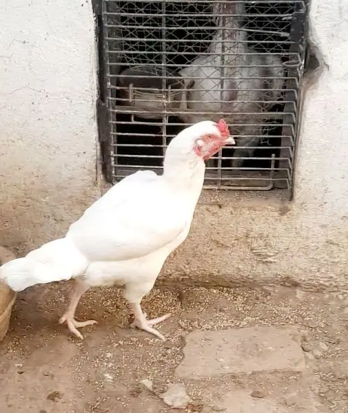 black aseel murgha , heera murghi , black aseel chicks — photo 8
