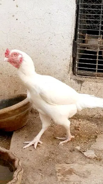 black aseel murgha , heera murghi , black aseel chicks — photo 9