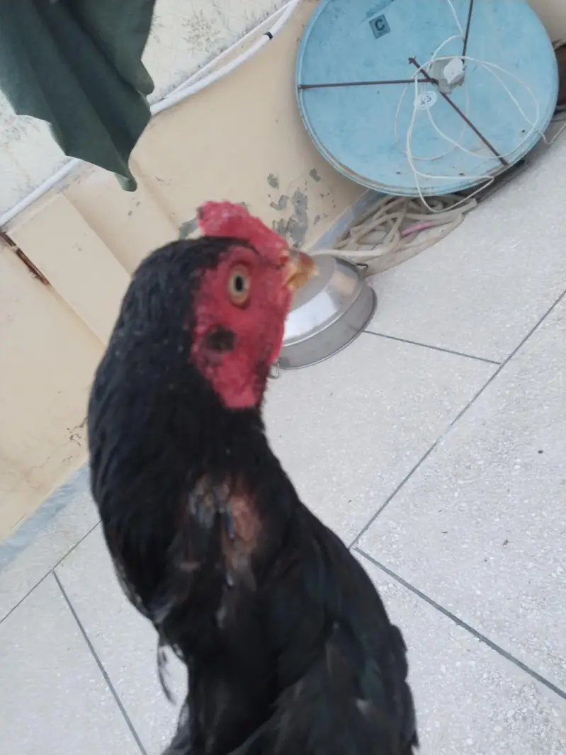 Aseel murgha for sale — photo 2
