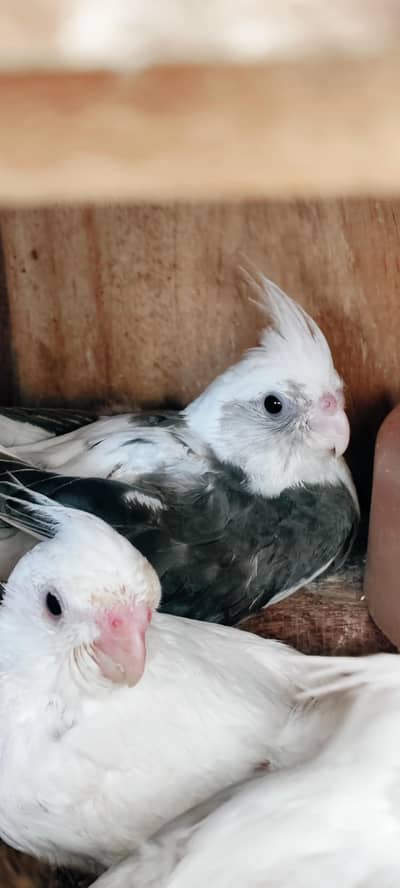 cockatiel parrots chicks