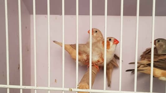 exhibition Undersize finches or Green parrot 100% Breader