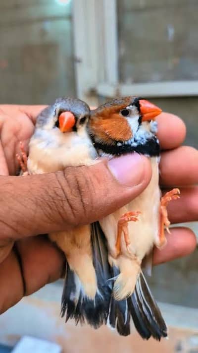exhibition Undersize finches or Green parrot 100% Breader