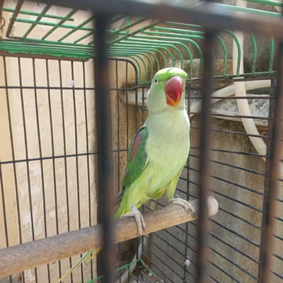RAW MALE FOR SALE !!!