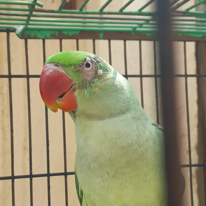 RAW MALE FOR SALE !!! — photo 2