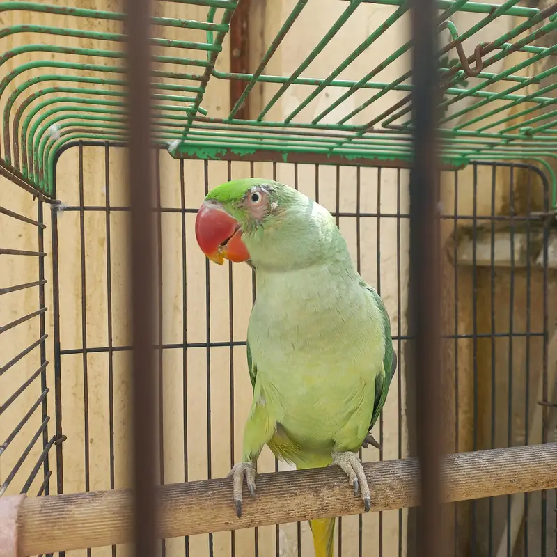 RAW MALE FOR SALE !!! — photo 3