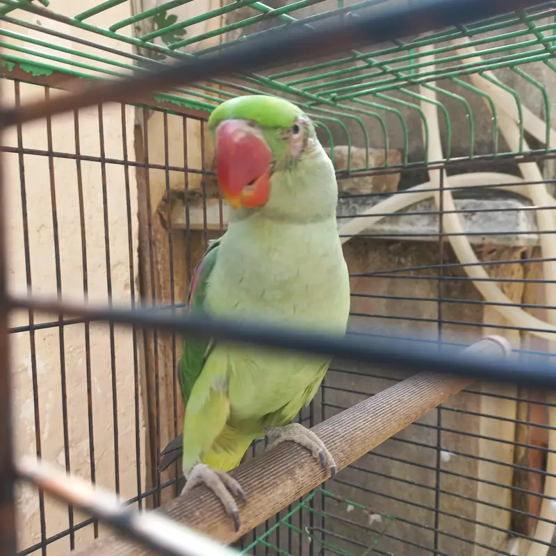 RAW MALE FOR SALE !!! — photo 4