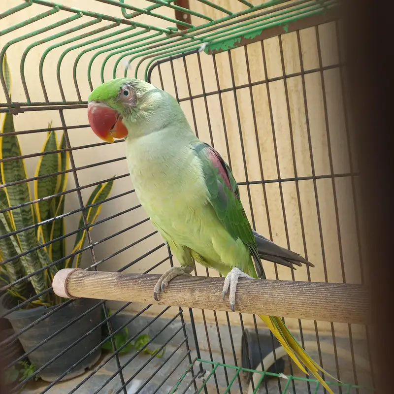 RAW MALE FOR SALE !!! — photo 7