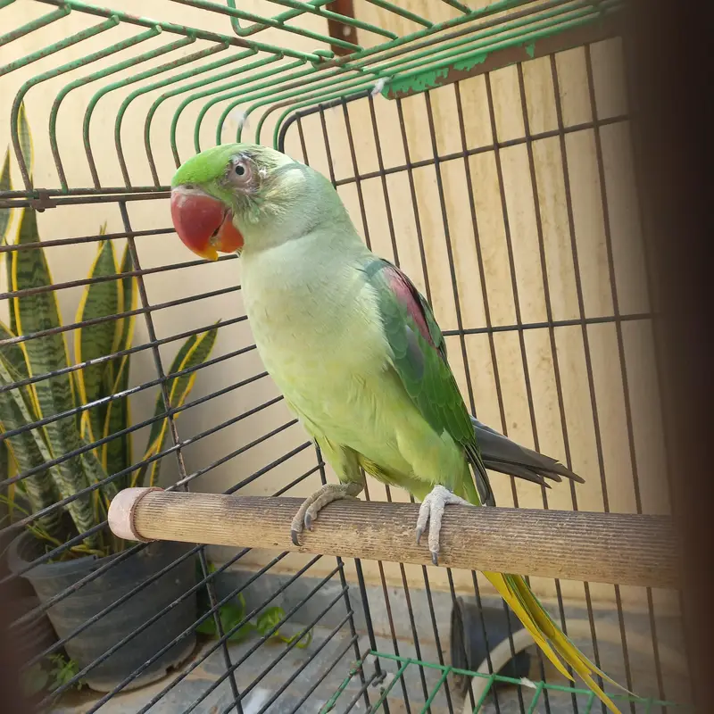 RAW MALE FOR SALE !!! — photo 8