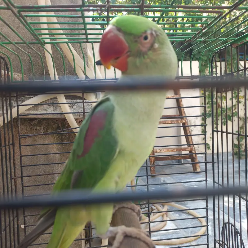RAW MALE FOR SALE !!! — photo 9