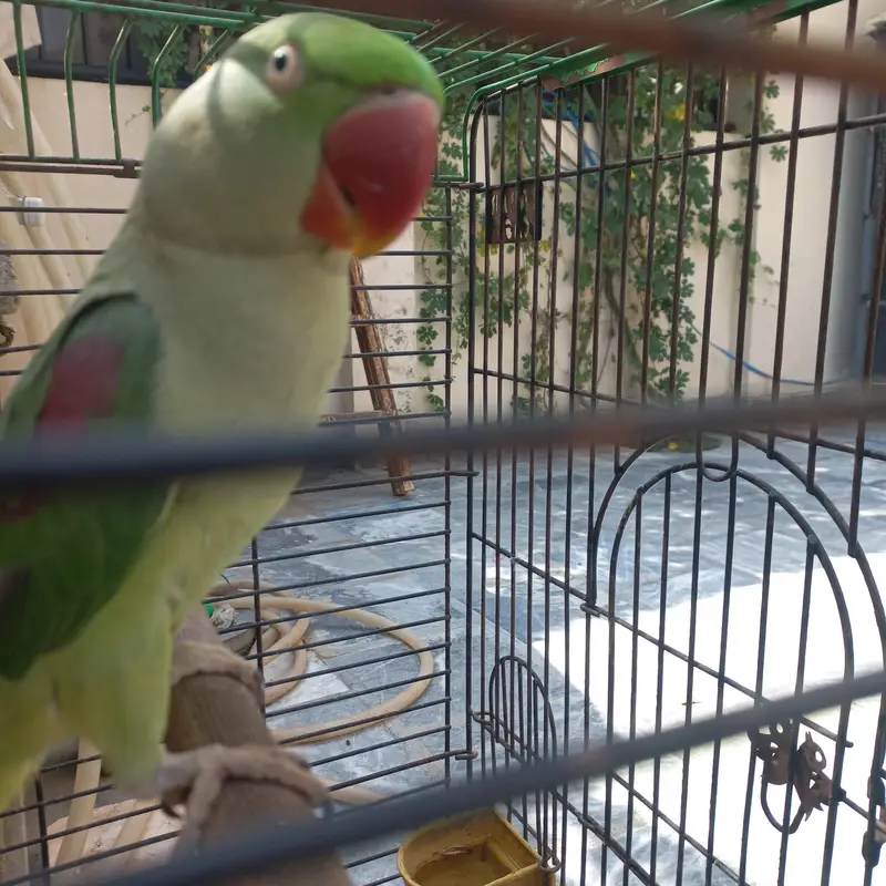 RAW MALE FOR SALE !!! — photo 10