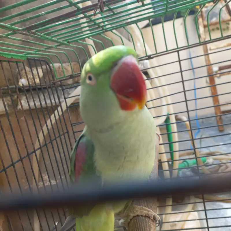 RAW MALE FOR SALE !!! — photo 11