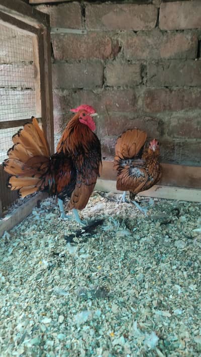 Golden Sebright Breeder Pair