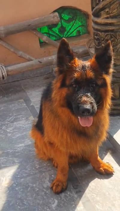 German Shepherd Male Dog Sale - 03218617598