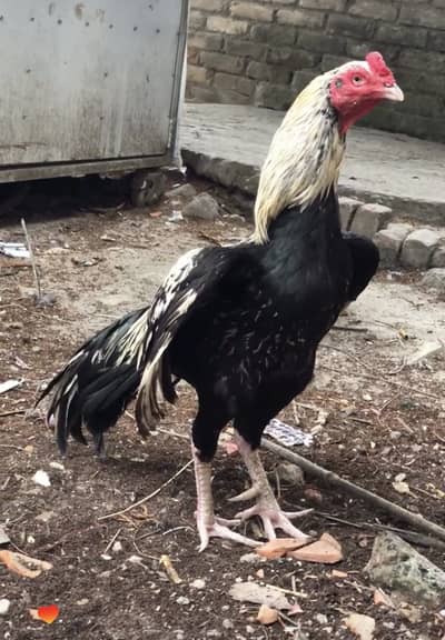 A. slam 2 aseel birds for sale ha jis ko smaj aya whoi rabata kara