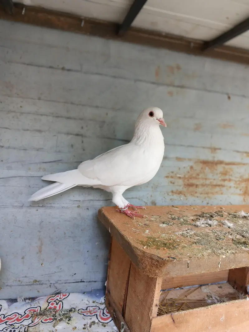 kabooter for sale — photo 2