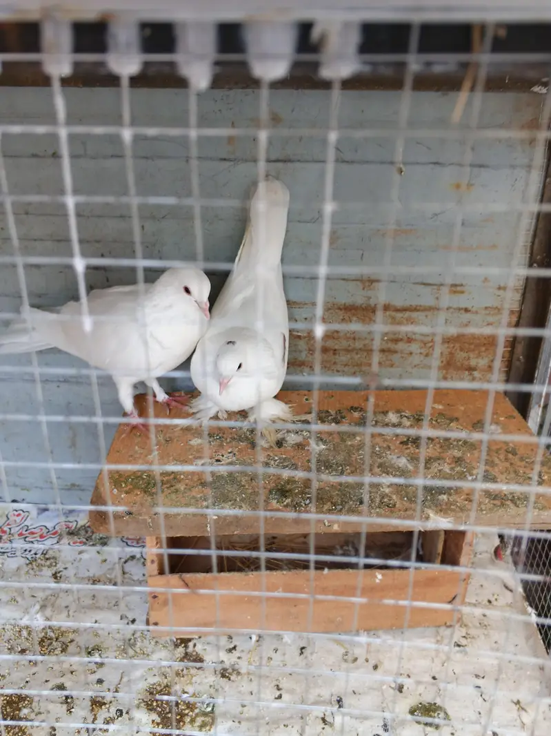 kabooter for sale — photo 4