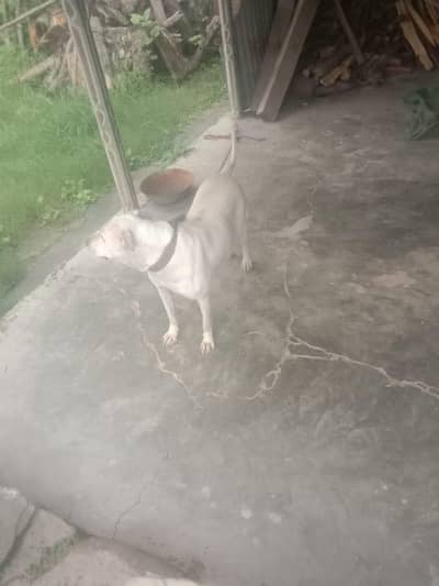 dog for sale