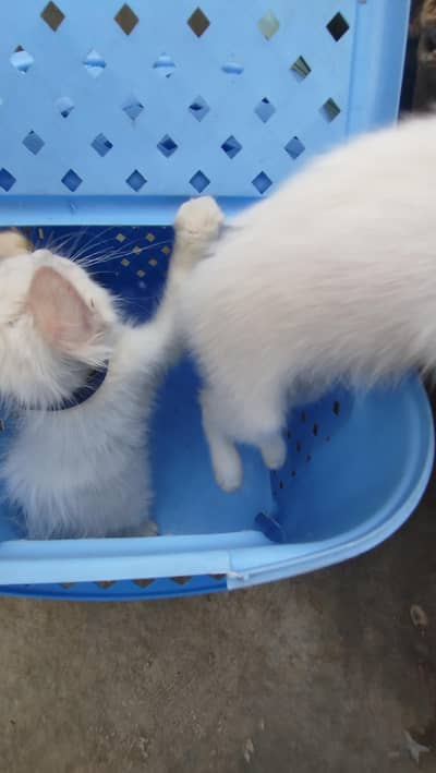 cats is Butifull