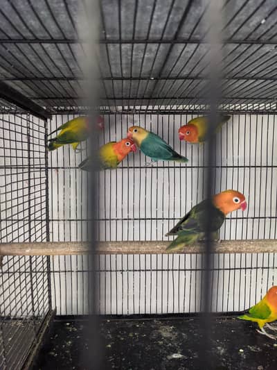 7 male 1 female Love birds