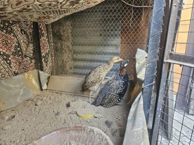 Sindhi Black Teetar
