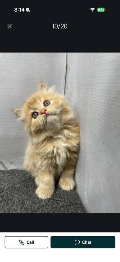 Persian cat and kitten punch face triple coated