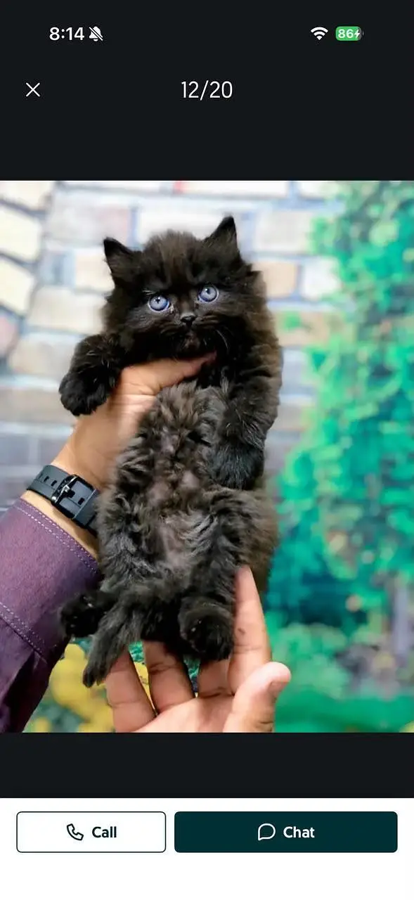 Persian cat and kitten punch face triple coated — photo 3