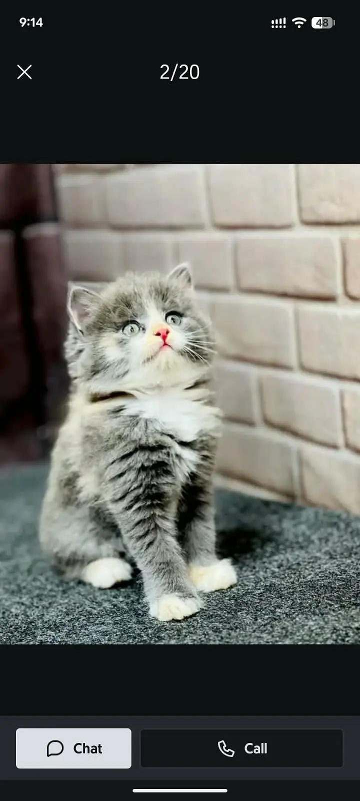 Persian cat and kitten punch face triple coated — photo 6