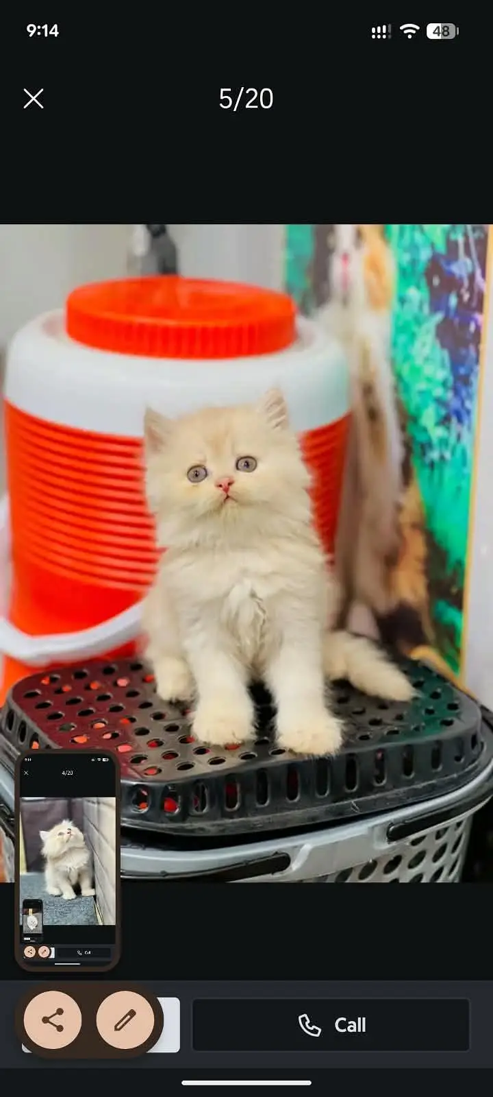 Persian cat and kitten punch face triple coated — photo 7