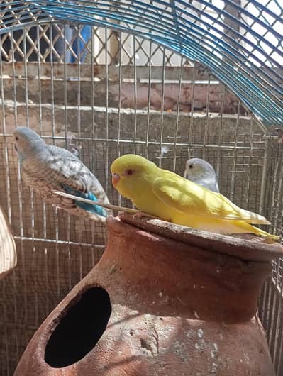Red and Black eye Budgies parrot for sale