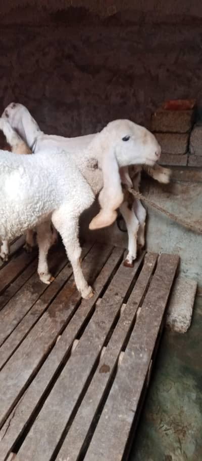 Khajla Sheep For sell
