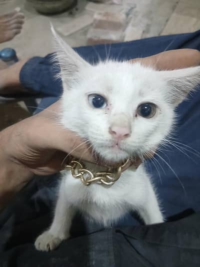 cat for sale