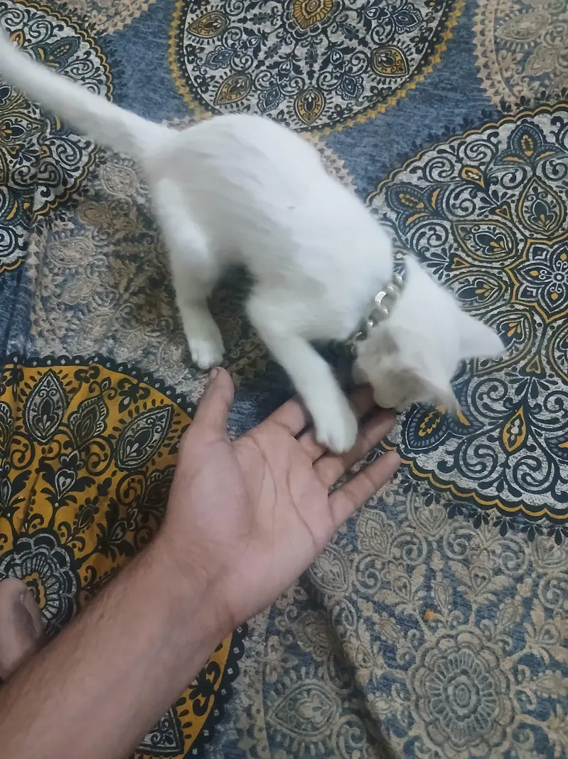 cat for sale — photo 2