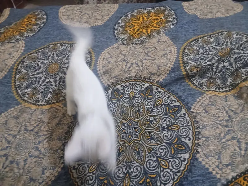 cat for sale — photo 3