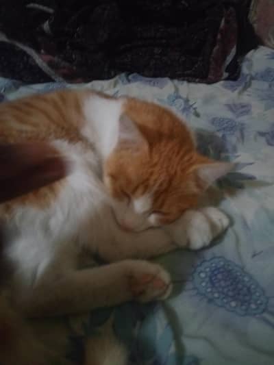 cat good