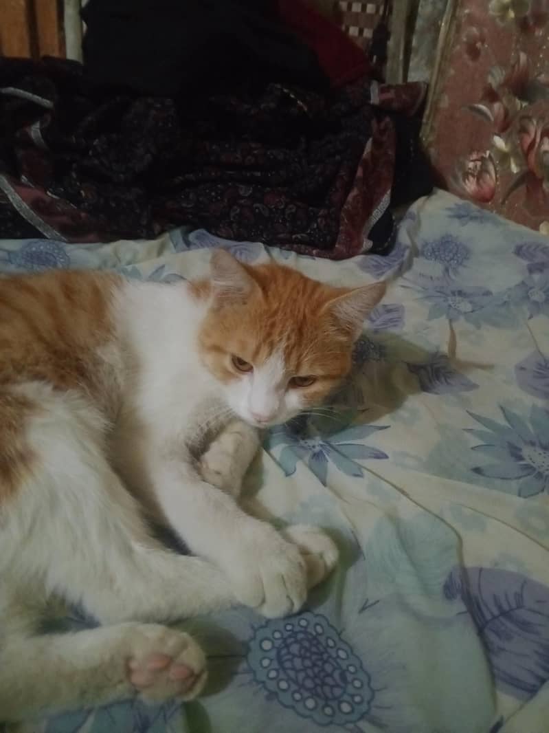 cat good 1