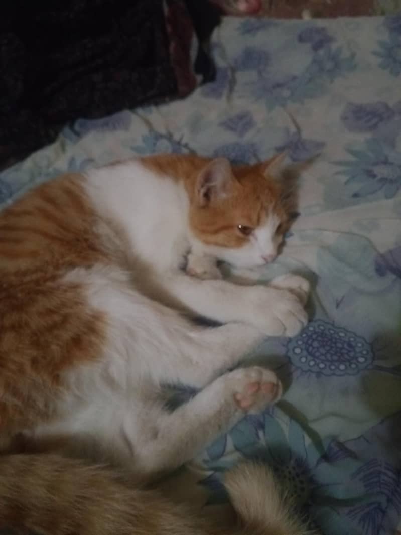 cat good 2
