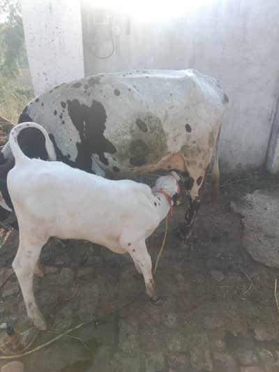 dasi cow with calf/ wachi,/ wachra