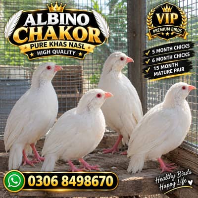 Pure American White Albino Chakor Available for Sale