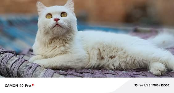 Friendly Persian Cat with Amber Eyes, Vaccinated, Litter Trained