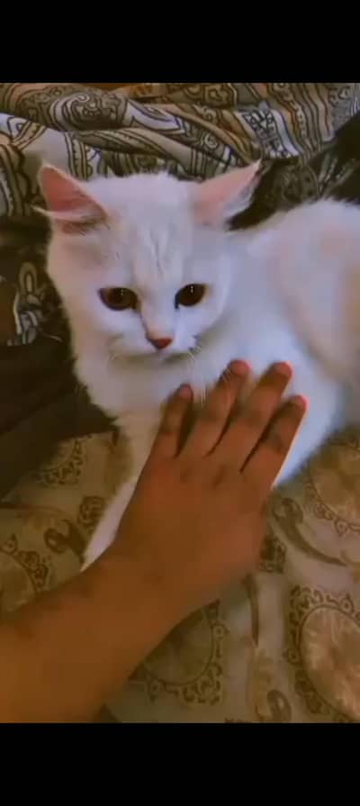 yellow eyes