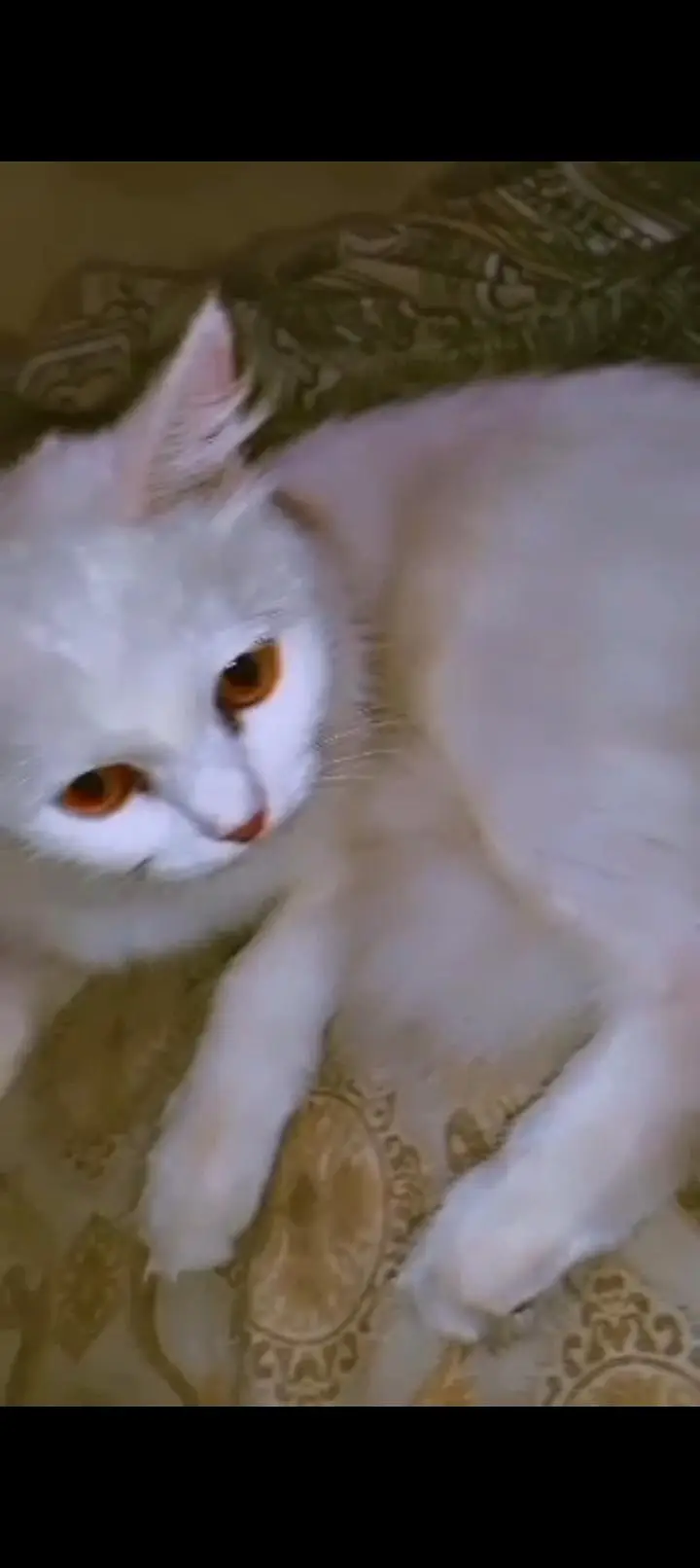 yellow eyes — photo 3