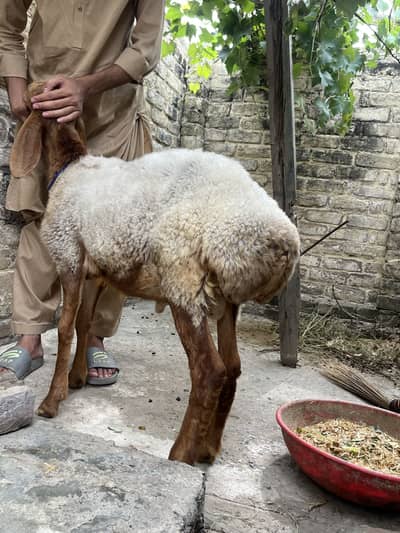 Turkish dumba