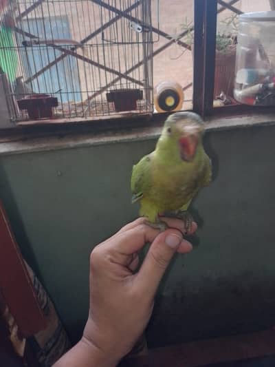 baby parrot