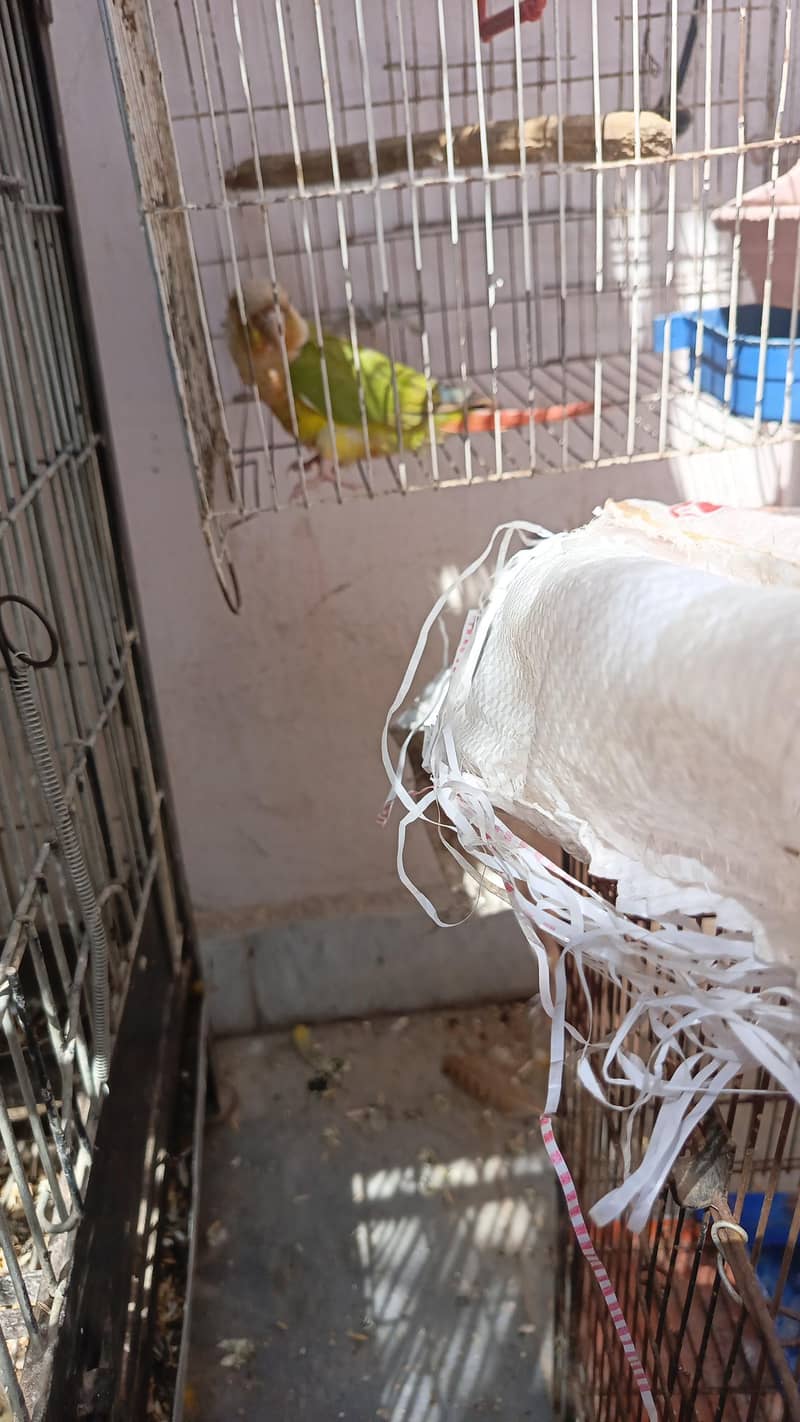 pineapple canure 1