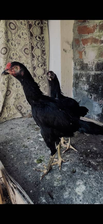 Turkish hint full jet black