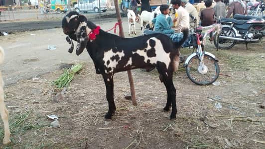 Amratsari Beetal breeder buck