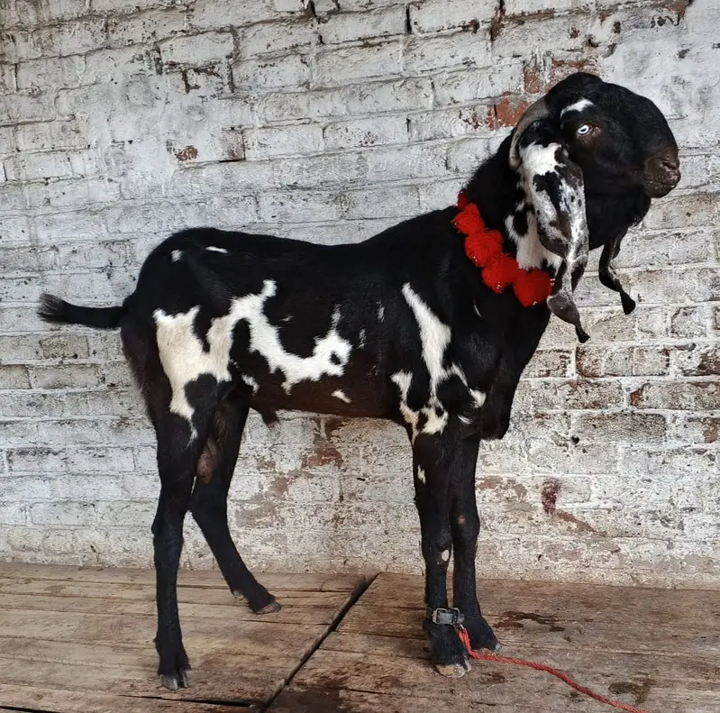 Amratsari Beetal breeder buck / Male — photo 2