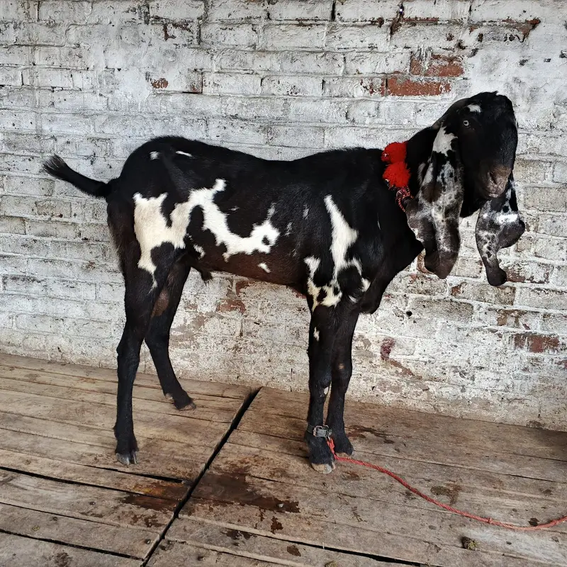 Amratsari Beetal breeder buck / Male — photo 3